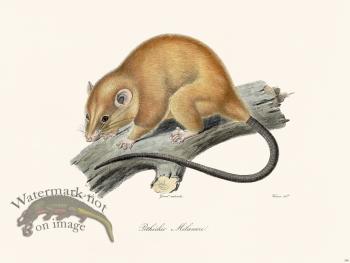 Cuvier 306 Pithechir Melanure